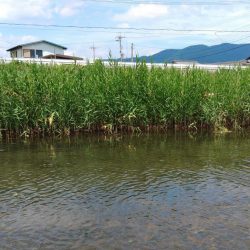 琵琶湖流入河川で和製ボーンフィッシュと戯れる